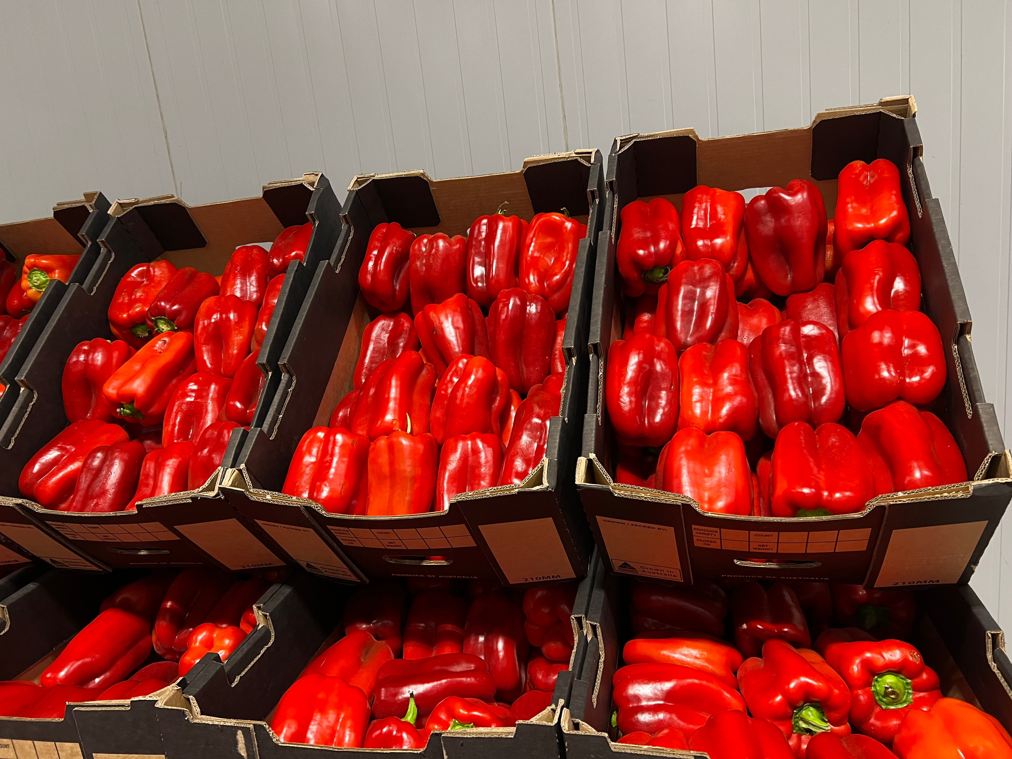 Red Capsicum Box 10kg