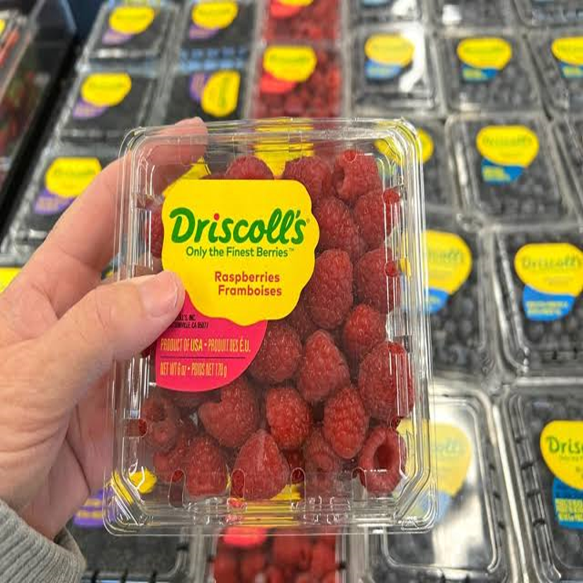 Premium Driscoll's Raspberries Pnt