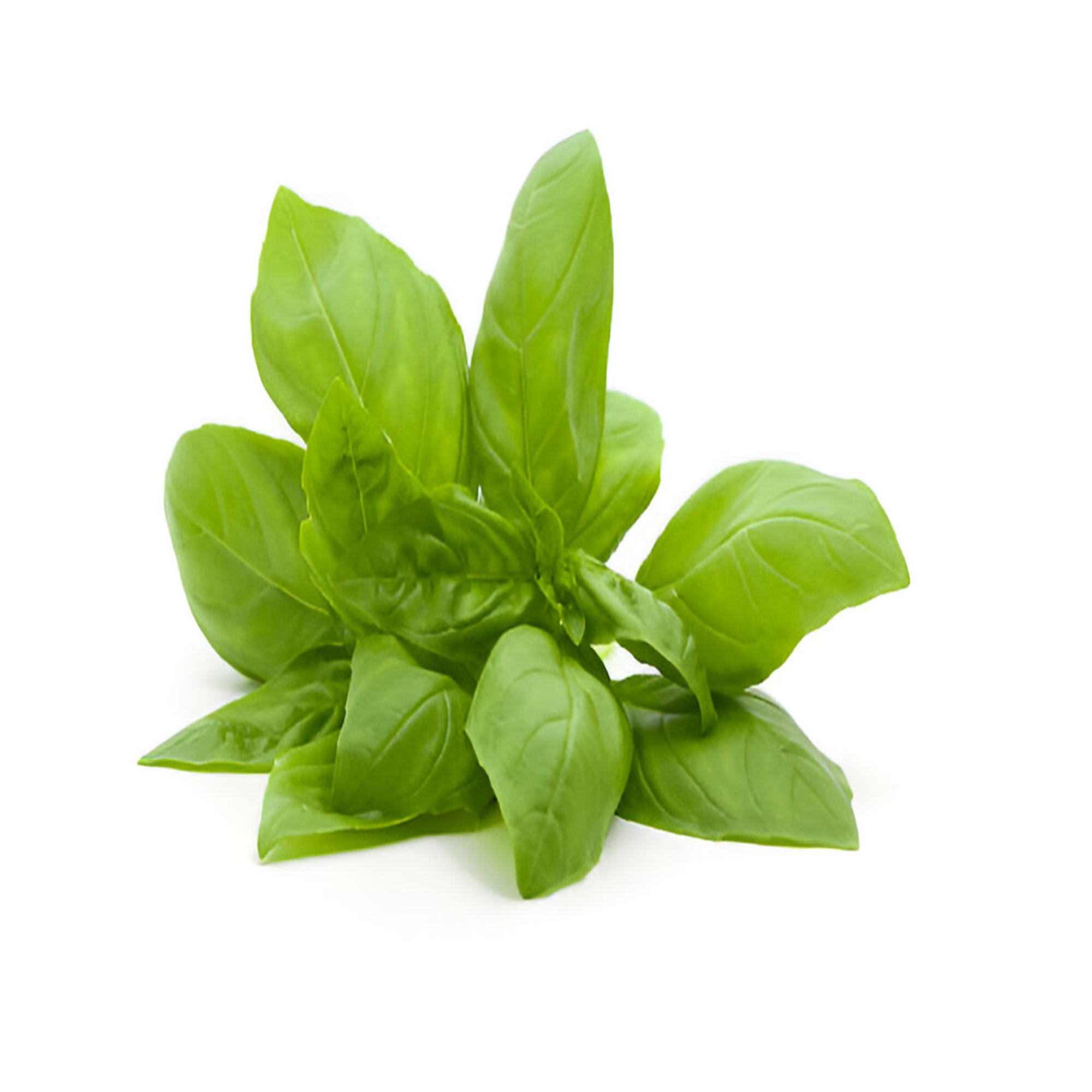 Basil Bunch