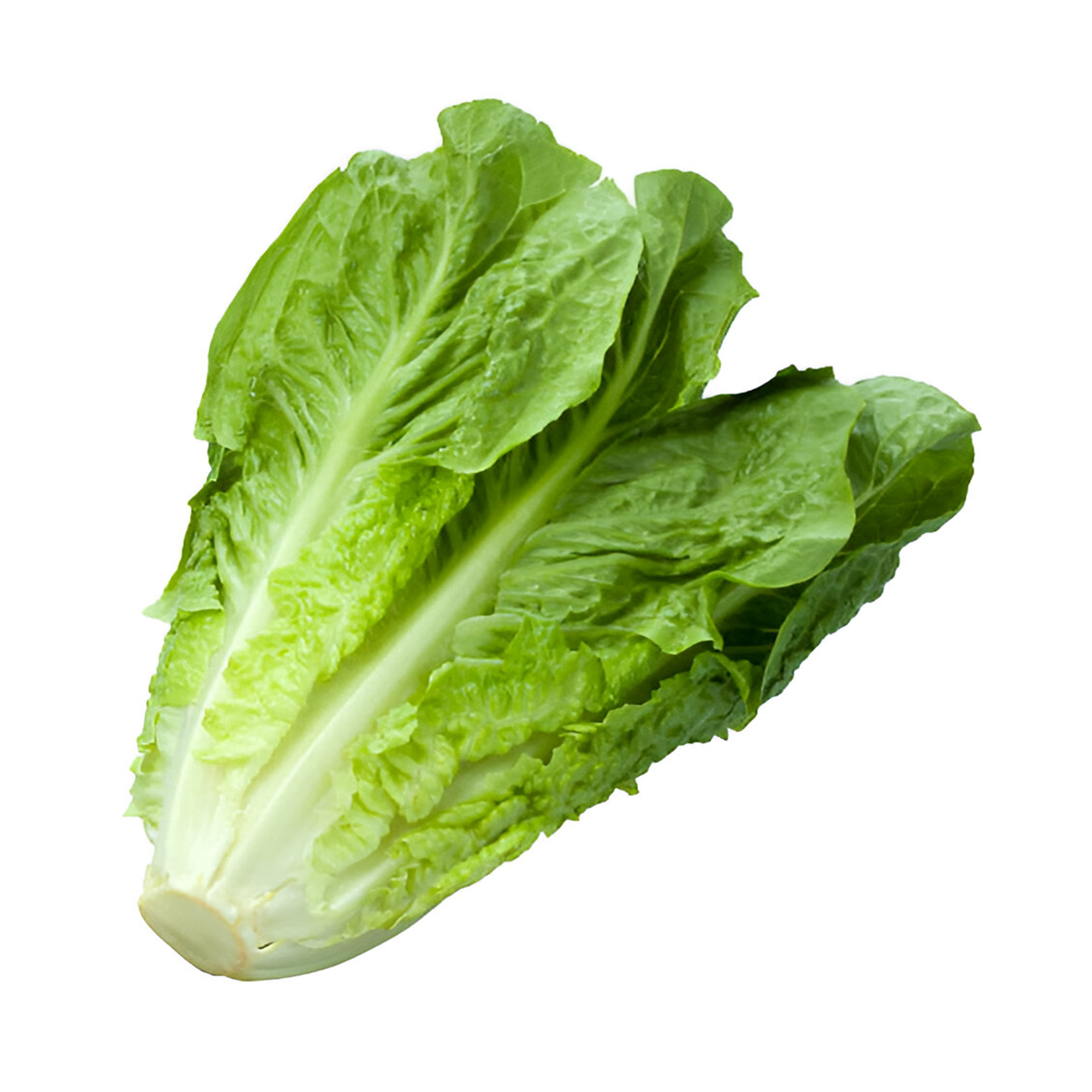 Cos Lettuce Each