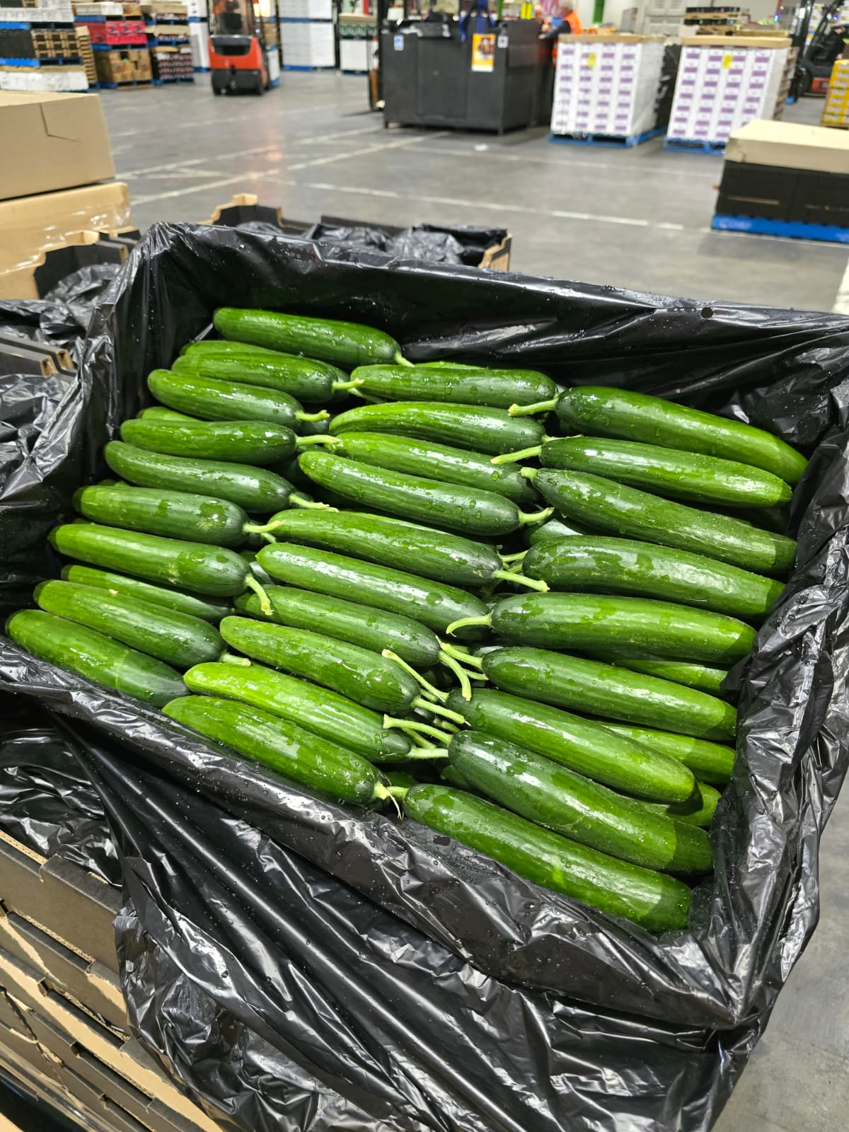 Cucumber Lebnese Each - KG